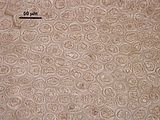 5 - Cellule corticali apicali in visione superficiale